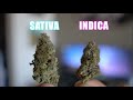 STRAINS: What's the Difference?