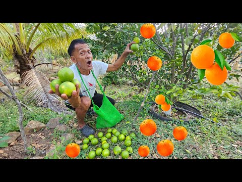 Don jose Cosecha naranja 🍊 en el salvador