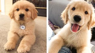 😍 These Adorable Cute Golden Puppies Make You Enjoy After Tired Day 💖| Cute Puppies