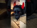 The Transformation. #creepy #halloween #hauntedhouse #boo #dog #scary #scarydogs #devil