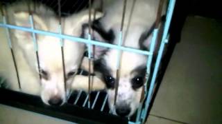 Aki kissing Shanti goodbye