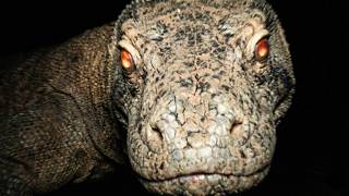 Why You Wouldn't Survive Prehistoric Australia