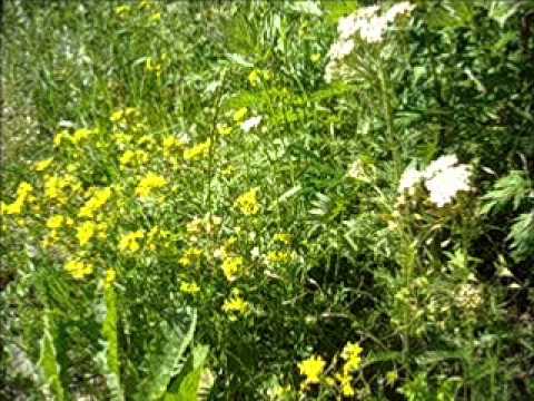 Metsäkukkia, Dallapé ja Viljo Vesterinen, v.1937