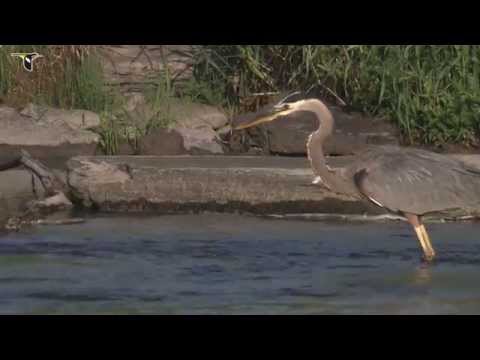 Great Blue Heron hunting