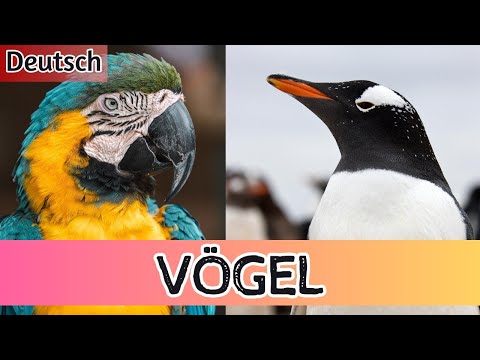 Vögel für Kinder: Abheben in Spaß, Lernen, Abenteuer und Vogelgeräusche! 🦅🌟