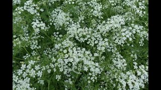 Infezioni batteriche vescicali: una nuova strategia d’attacco