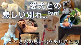 【虹色オジさんのドイツ主夫暮らし】愛犬、ハナとの悲しいお別れ。パート１　ハナとの思い出を振り返ります。