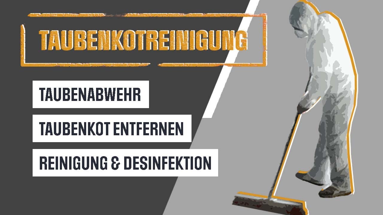 Taubenkot entfernen inklusive Reinigung und Entsorgung