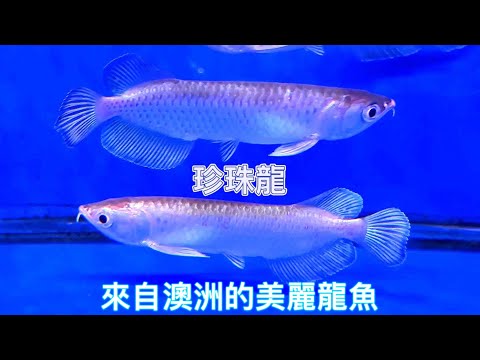 珍珠龍魚