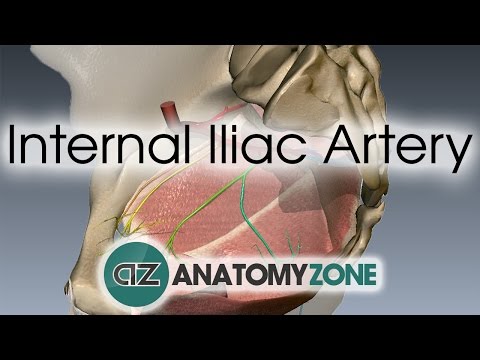 L'artère iliaque interne