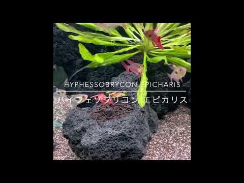 Hyphessobrycon epicharis（ハイフェソブリコン エピカリス）