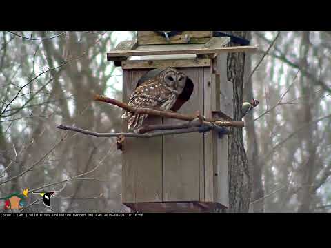 Yellow-bellied Sapsucker Stops By Barred Owl Box During Prey Delivery – April 4, 2019