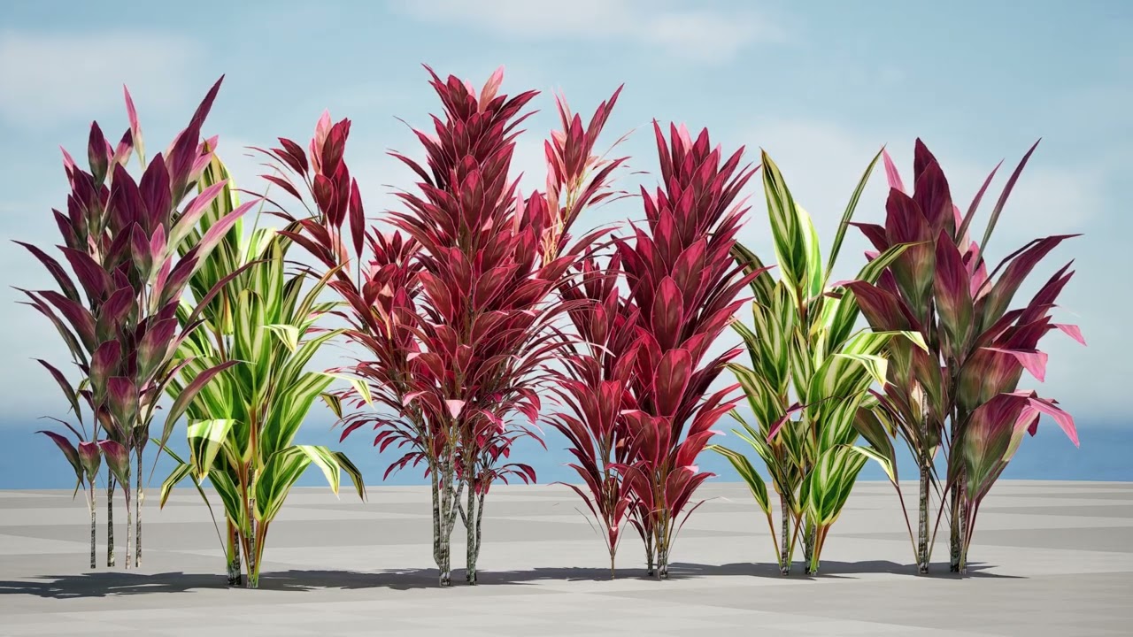 Hawaiian Ti Shrub 3D Model