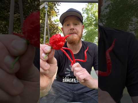 3 Cabai Terpedas Di dunia ( nomor 3 Paling Ditakuti )