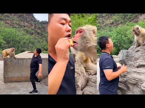Playing with Angry Monkeys & Loving It! 🐒😂🔥