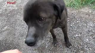 Kastelruther Spatzen - Gefunden auf der Autobahn, 1990