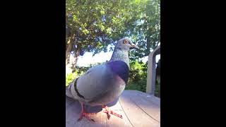 Two bright eyed members of Big Jim&#39;s #pigeon crew #pigeons #bird #birds