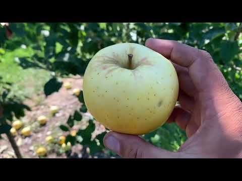Blondee Apple Tasting