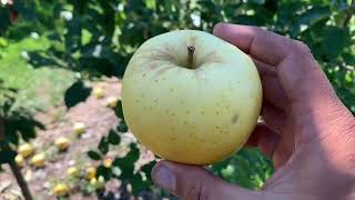 Blondee™ Apple Tasting