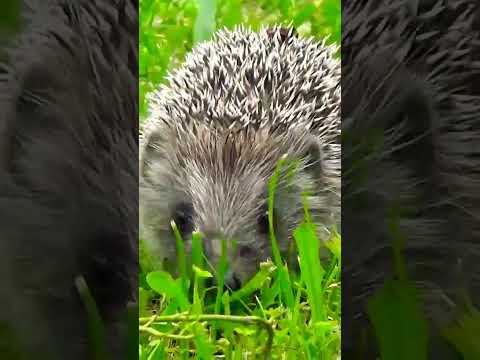 कांटेदार जंगली चूहा | Hedgehog   #bird #nature