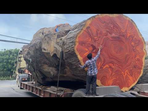 Cutting a Giant 2000-Year-Old Log Reveals Stunning Results