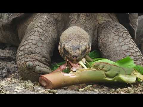 Charles Darwin Research Station | Galápagos | Lindblad Expeditions-National Geographic