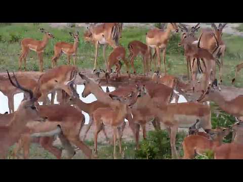 Djuma: Impala herd - 17:55 - 01/03/20