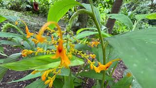 2025 8 04 薑 竽舞台秀