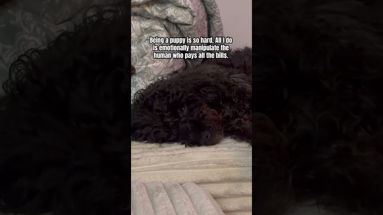 Life of a rescue dog 😂 #rescuedog #dogmom #dogshorts