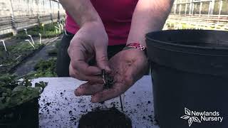 EP104 - How to propagate a Lemon Balm plant #5minutefriday