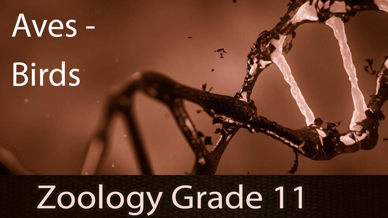 Animal Kingdom | Class Aves (Birds) | Introduction | Adaptation | Origin | Foot Structure | Types