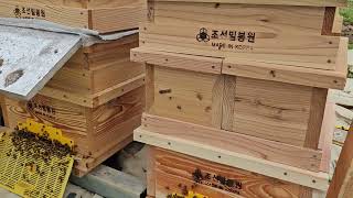 1상2왕 분리계상 반고 계상 벌집꿀 따기위해 준비합니다.                        나머지 한통도 옮겨야 하는데 비가오네요