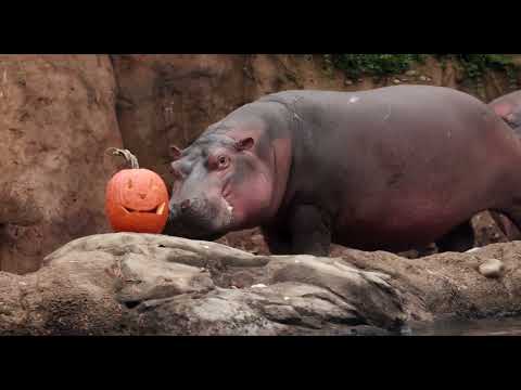Hippo Fiona's 8 Year Highlights - Cincinnati Zoo