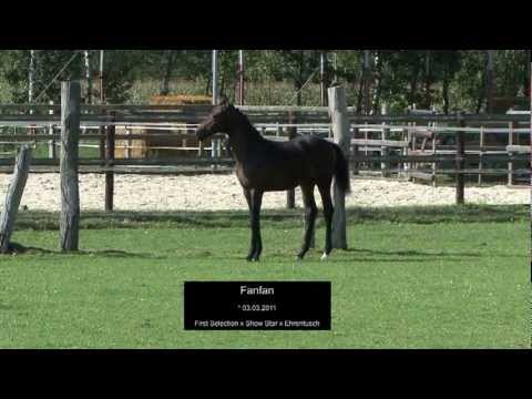 Stutfohlen von First Selection aus einer Show Star x Ehrentusch Stute