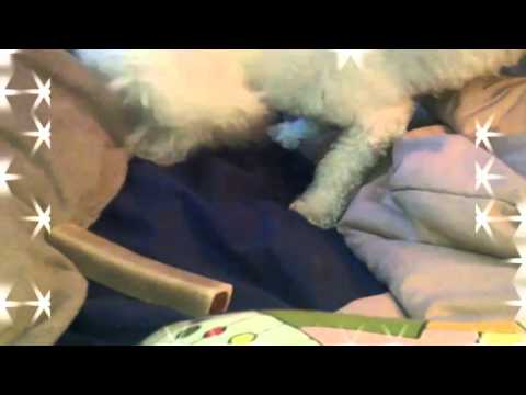 Funny Dog Pretends to Bury Her Bone In Bed