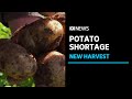 Potato harvest begins but hot chips may still be in short supply | ABC News