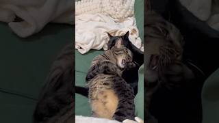 今日も猫は戦う？ #shorts #猫のいる暮らし #ねこライフ #cat #猫のいる風景  #catshorts