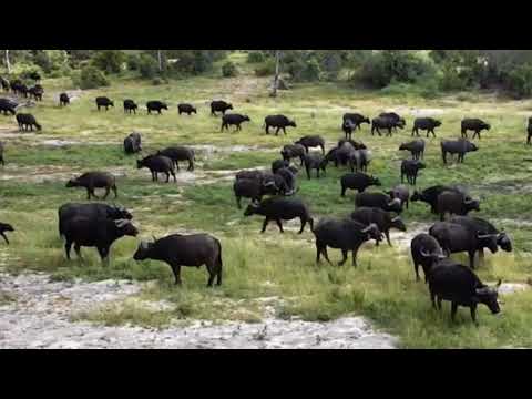 Djuma dam cam feb 10 2018 - massive herd of buffalo`s