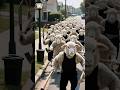 Today Steven Annoyed A Large Group Of Sheep Stevenorangecat Cat Catsofyoutube Orangecat Funny
