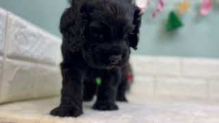 アメリカンコッカースパニエルの動画01