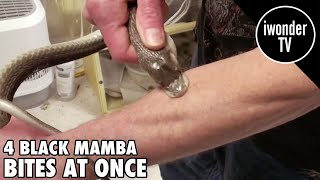 Surviving A Black Mamba Snake Bite - Venom Man