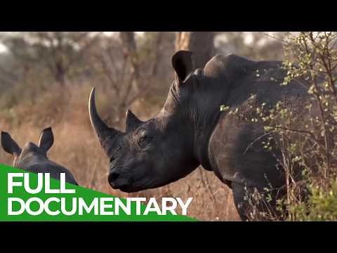 Wild Assassins Deadly Horns and Tusks