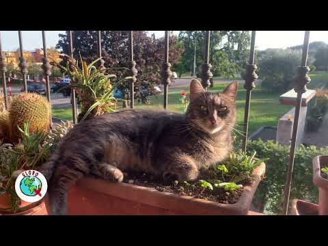 Gatto che prende il sole