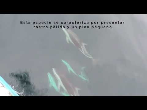Pelagico en Arica