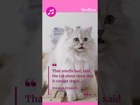Cat says meat smells Bad !!! : Cute Persian Cat with Persian Proverb