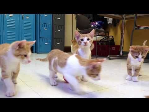 Cat For Adoption Pumpkin Pie A Domestic Short Hair Tabby Mix In Kansas City Ks Petfinder