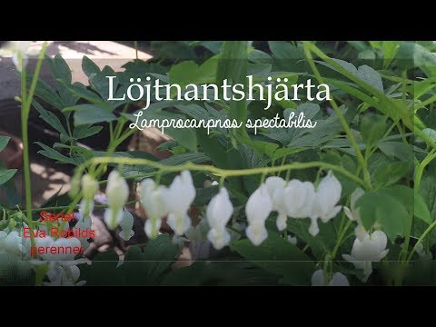 Perenner avsnitt1 Löjtnantshjärta