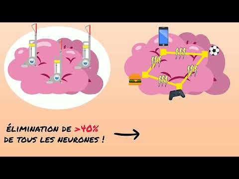 Transformations du cerveau pendant l'adolescence 1