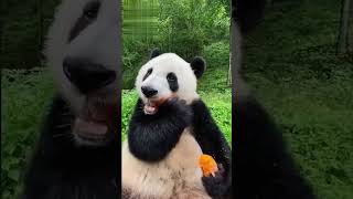 Before & After Animals Growing Up | Amazing Animal Transformation #shorts #animals