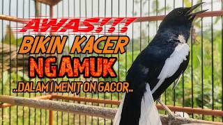 Download lagu Suara Burung Kacer ini Bikin Kacer Lawan Emosi Gacor, Pancingan Kacer Agar Cepat Emosi Gacor mp3